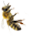 bee2