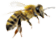 bee1