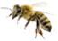 bee4